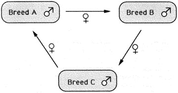 Three-breed rotational crossbreeding system.