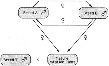 Rotaterminal crossbreeding system.
