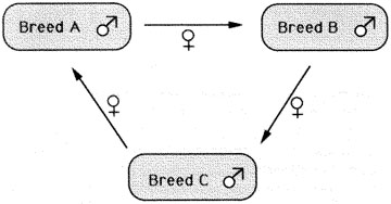 Zuchtschema