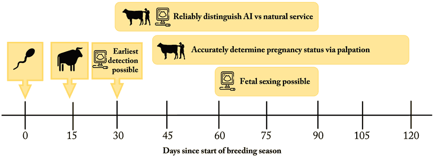 Chart of considerations related to the timing of pregnancy examinations.