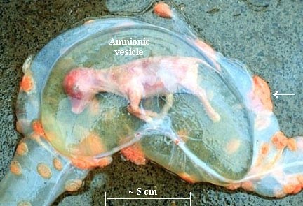 A cow embryo in the amnionic vesicle.