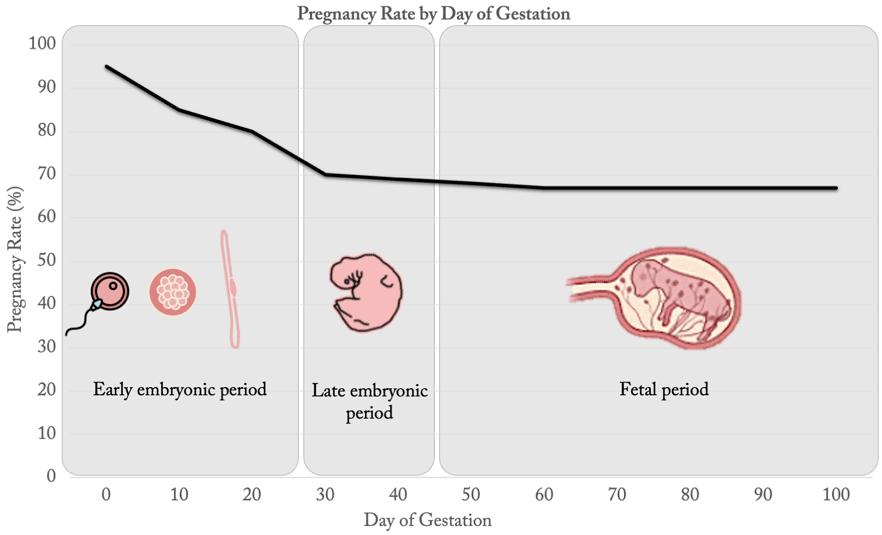 After breeding, pregnancy determination provides an opportunity to select early-conceiving heifers to retain as replacements.