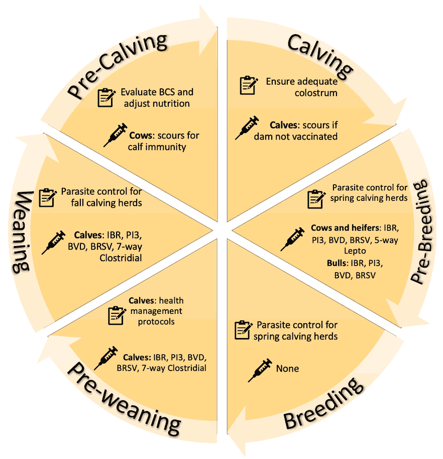 cattle vaccination chart