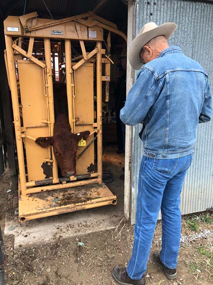 A livestock specialist recording chute scores.