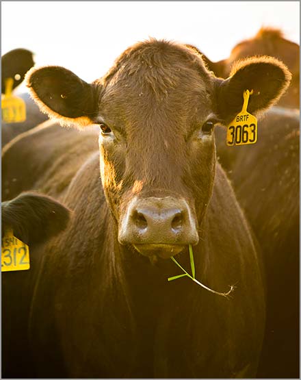 Cows with numbered tags hanging from one ear.