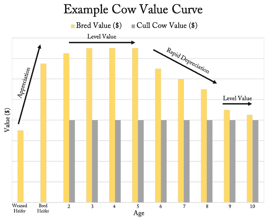 Example cow value curve.