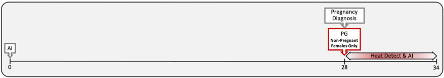 Graph starting at artificial insemination, Day 0, and going to preganancy diagnosis and administration of PG to nonpregant females on Day 28, and then heat detect and AI, Days 28 to 34.