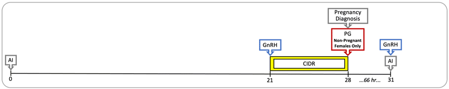 Graph starting at artificial insemination, Day 0, and going to GnRH adminisration and CIDR insertion on Day 21, then removal of CIDR, preganancy diagnosis and administration of PG to nonpregant females on Day 28, and lastly GnRH and AI on Day 31.