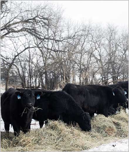 Heifers eating hay in a snow-covered field.