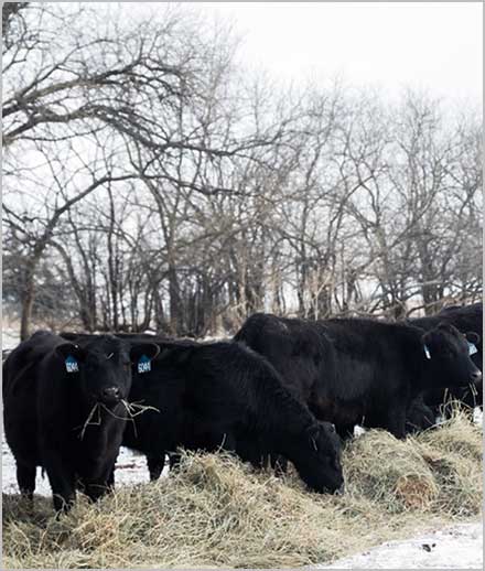 Thin Cows and Limited Hay Resources: What are my options?