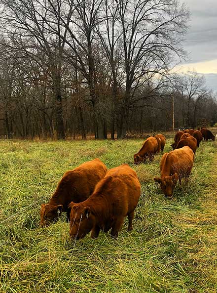 Cows strip-grazing on tall fescue.