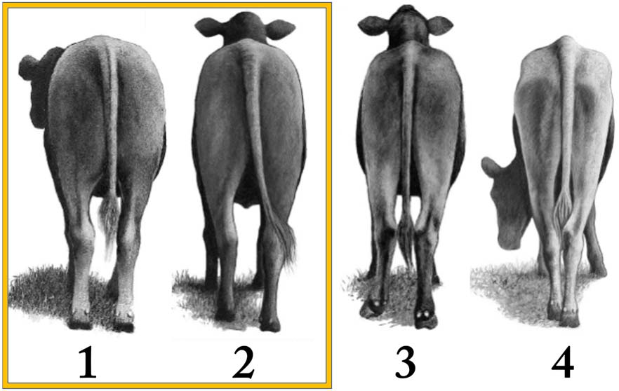 Examples of heifers with a muscling thickness rating of No. 1, 2, 3 and 4.