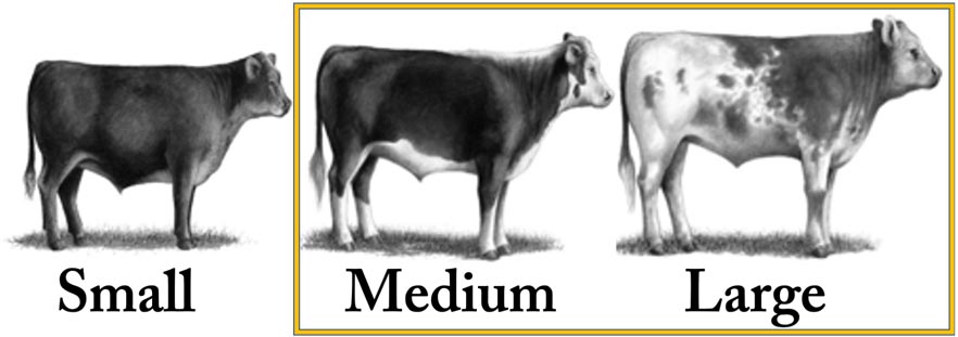Examples of heifers with a small, medium and large frame.