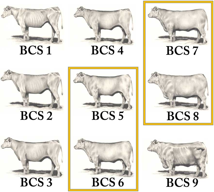 Examples of heifers with body condition scores from 1 to 9.