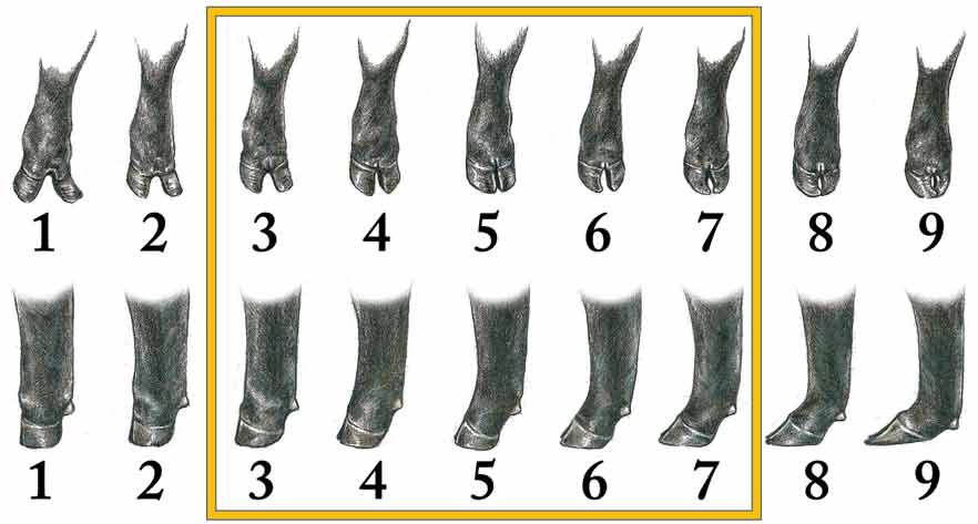 Examples of heifer hoof claw shapes and hoof set angles with scores from 1 to 9.
