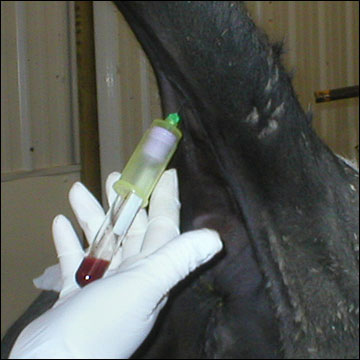 Whole blood collection from tail vein using a double-ended needle and blood collection tube.
