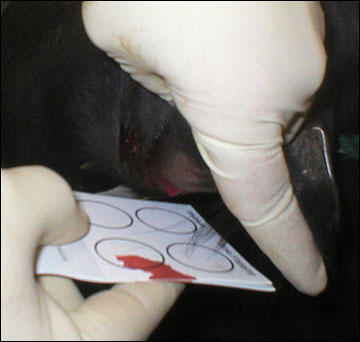 Positioning a calf's ear to collect blood.