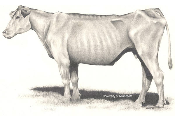 An emaciated cow.