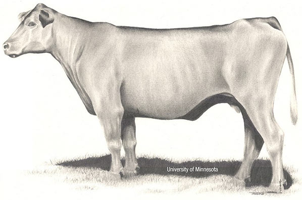 A thin cow.