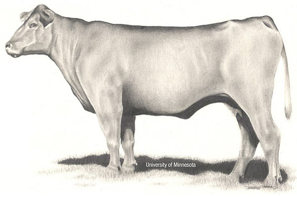 A borderline cow.