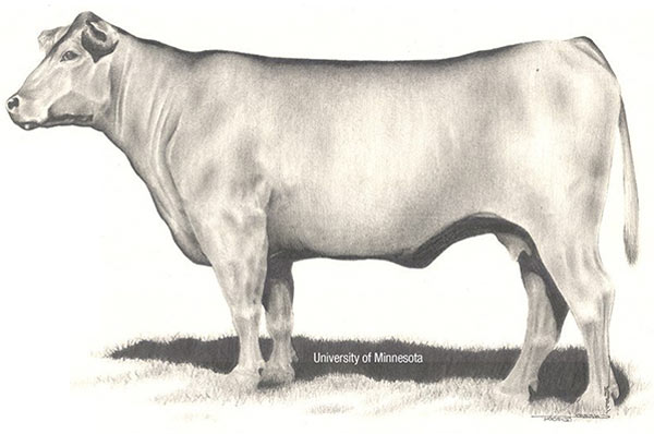 A moderate cow.