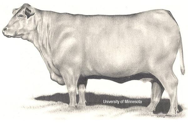 A obese cow.