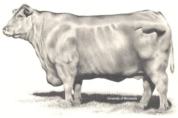 A very obese cow.