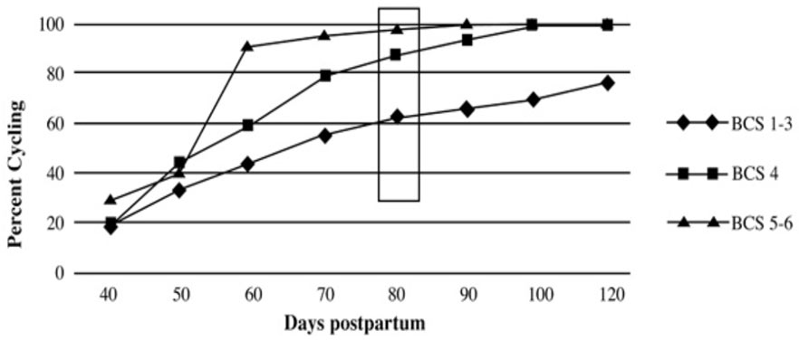 Results from 16,549 heifers at the U.S. Meat Animal Research Center illustrating the relationship between productive longevity in the herd and date of conception during the first breeding season.