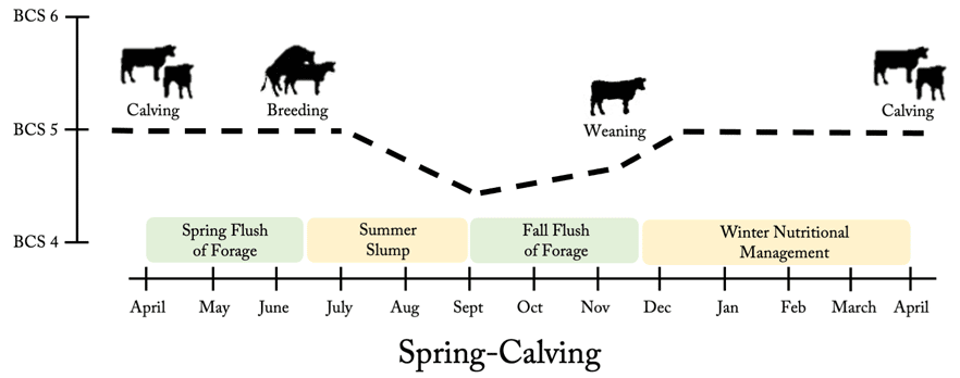 After breeding, pregnancy determination provides an opportunity to select early-conceiving heifers to retain as replacements.