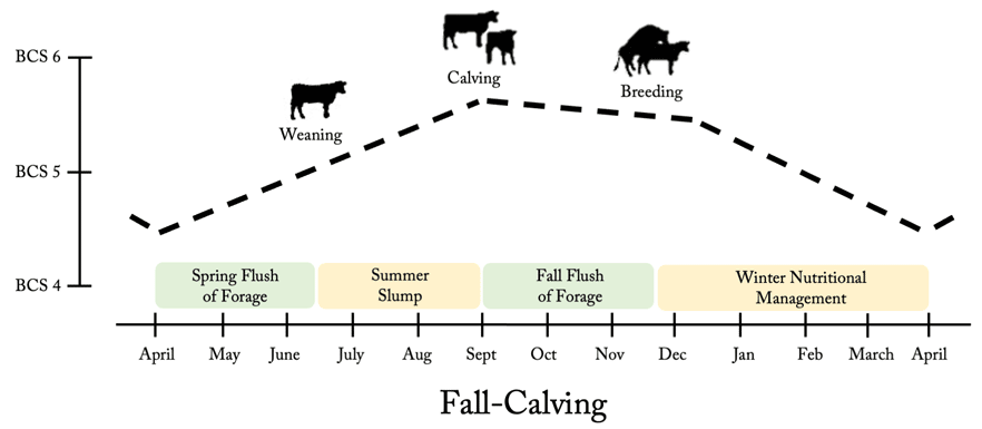 cattle breeding cycle