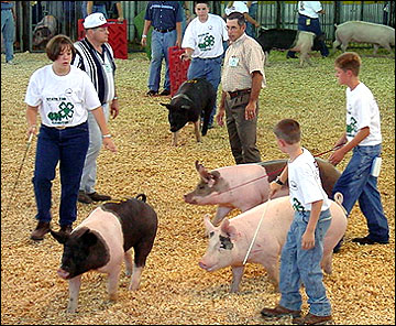 Showing pigs.