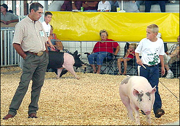 Pig  in good position relative to judge.