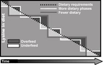 Feeding lysine supplement.