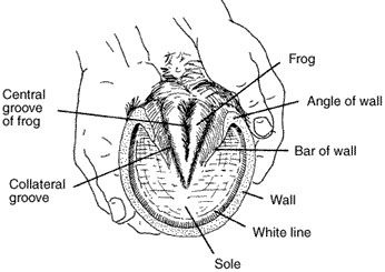 Structures of the horse foot.