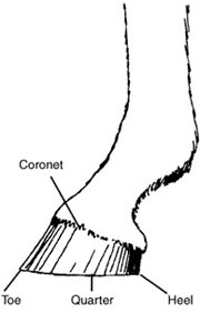 External structure of the horse foot.
