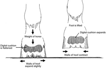 Flexible structure in the horse's hoof.