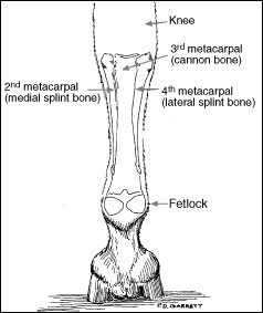 Splints in Horses | MU Extension