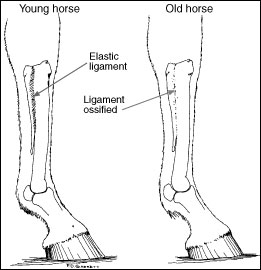 Left forelimb of horse
