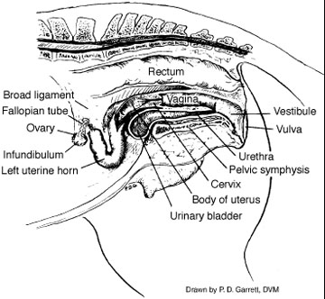 Reproductive organs of the mare.