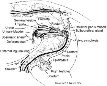 Reproductive organs of the stallion.