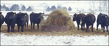 Cattle surrounding a supplemental feed pile.