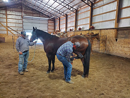 A man assesses the back leg of a horse.