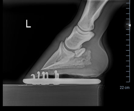 X-ray of the left side of a horse hoof.