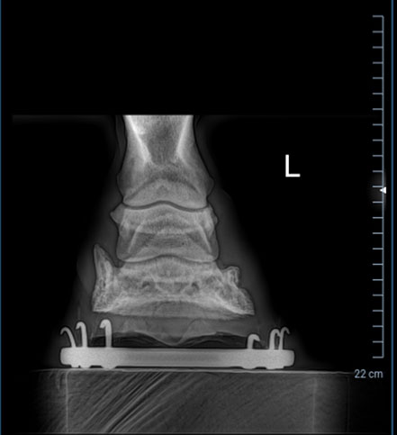 Front view x-ray of a horse hoof.