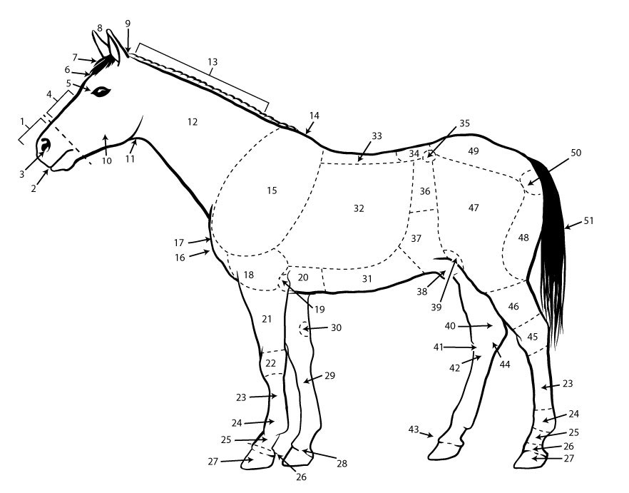 A horse drawing labeled to define the parts of a horse.