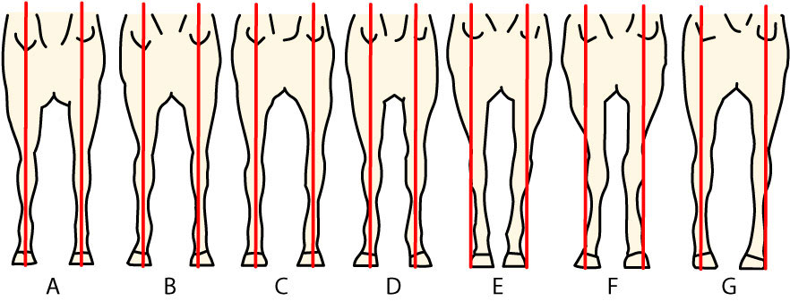 Drawing of front view of horse conformation.