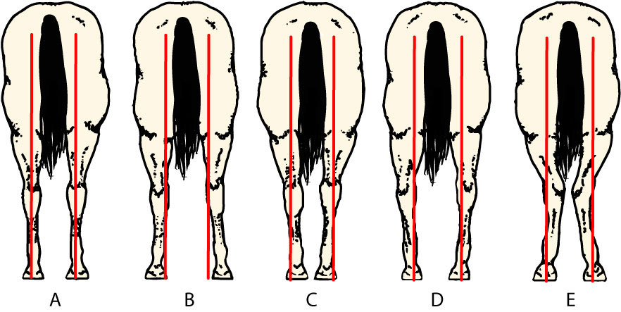 Drawing of hind view of horse conformation.