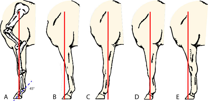 Front leg conformation diagram