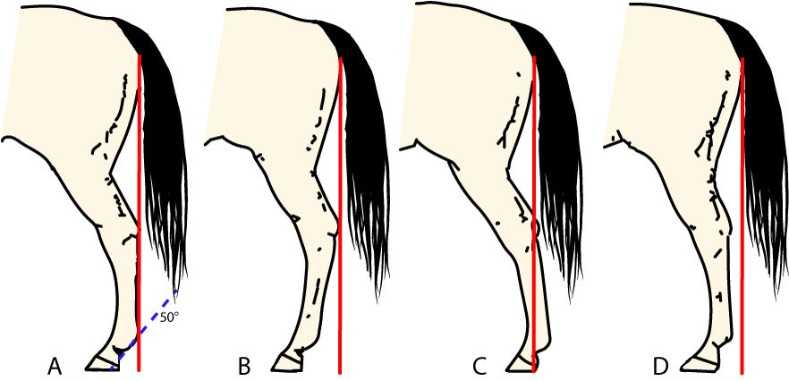 Hind leg conformation diagram