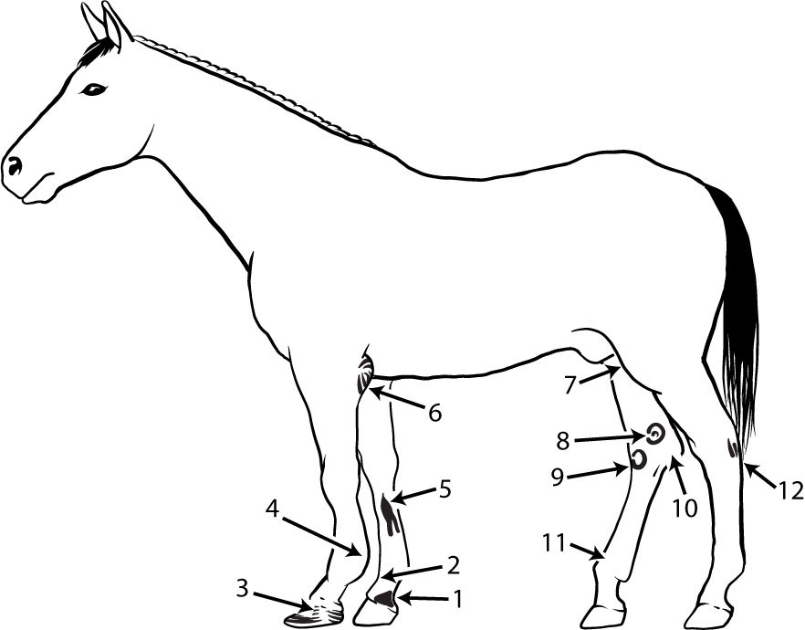 A horse drawing labeled to define injuries on a horse.